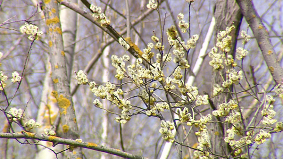 Вместе с весной в Костроме начался сезон аллергии на пыльцу