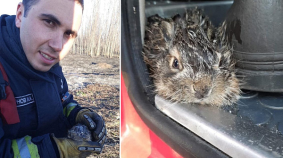 Спасатели призывают костромичей пожалеть маленьких зайчат
