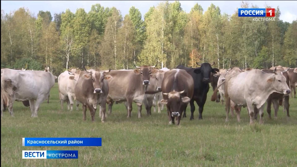 В Костромской области объявлен конкурс аграрных стартапов
