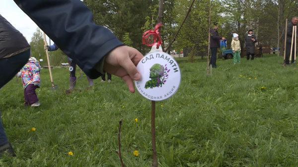 В память о солдатах Великой Отечественной войны костромичи высадят деревья в Парке Победы