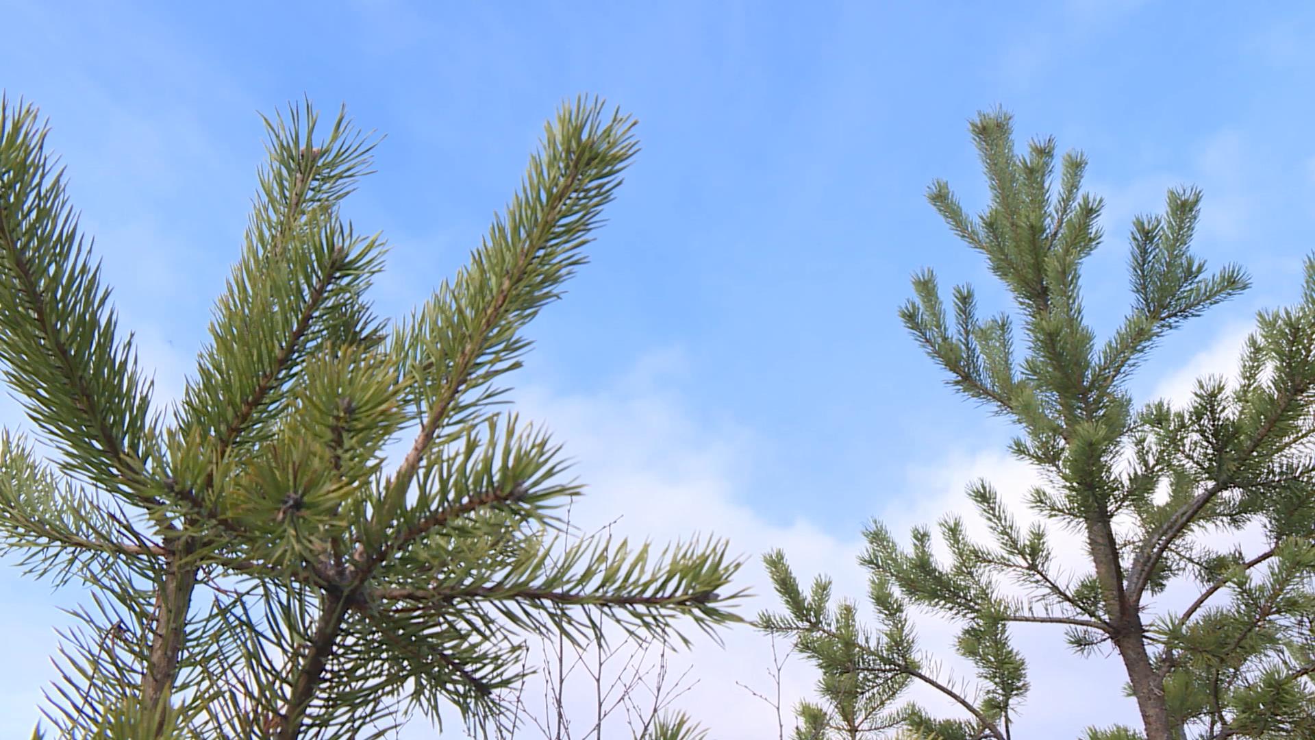 В Костромской области увеличат лесовосстановление хвойных пород