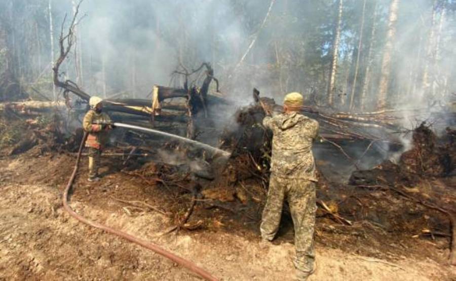 Огонь в кологривских лесах Костромской области взяли в кольцо