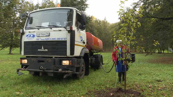 В Костроме до конца мая высадят 1150 саженцев деревьев и кустарников