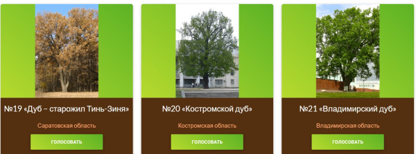 Дуб у Костромской филармонии имеет шанс стать «Деревом года» в России