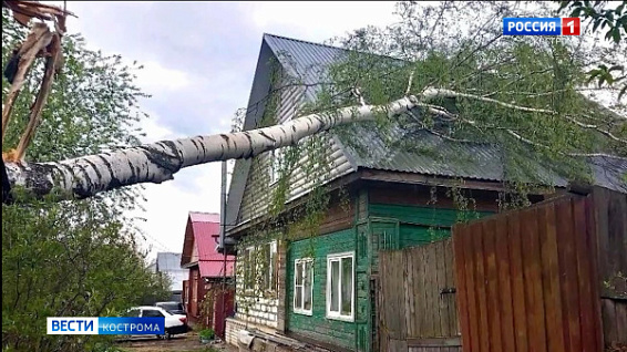 Больше десятка деревьев упали от ветра минувшей ночью в Костромской области
