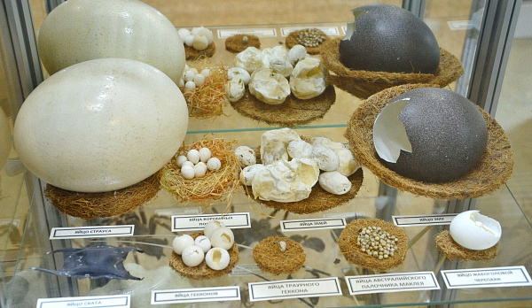 В канун Пасхи в Костроме открыли выставку яиц