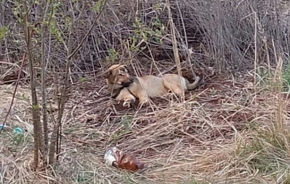 Горожане нашли в лесу под Костромой прикованную цепью к дереву собаку с 9 щенками